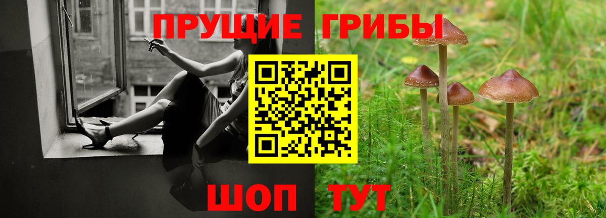 Псилоцибиновые грибы Psilocybe Гатчина